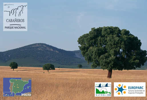 Alcornocales rodeados de pasto seco en la raña [Autor: A. Moreno Rodríguez]