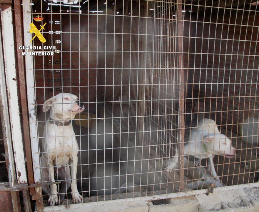 Descubierta una instalación clandestina de guarda y cría de perros 02.
