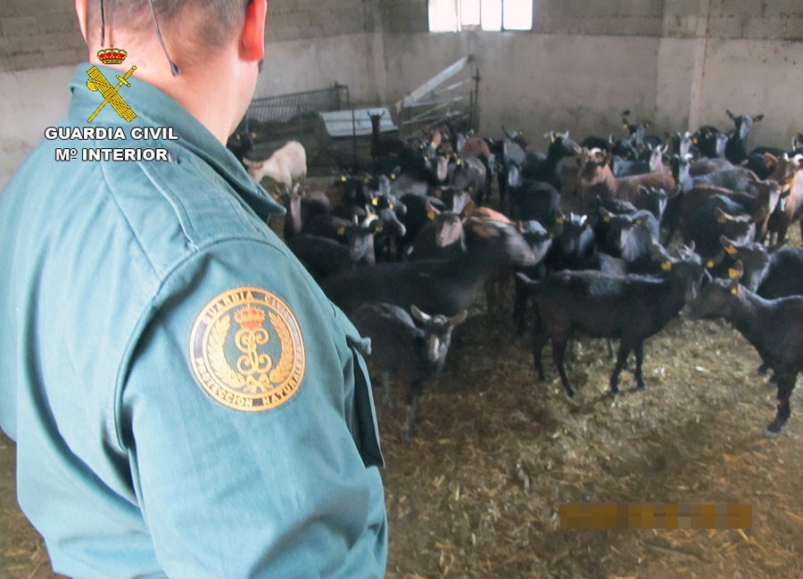 La Guardia Civil inmoviliza 300 cabezas de ganado ovino y caprino contagiadas con sarna en Jumilla