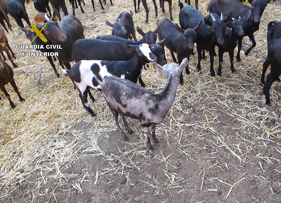 La Guardia Civil inmoviliza 300 cabezas de ganado ovino y caprino contagiadas con sarna en Jumilla