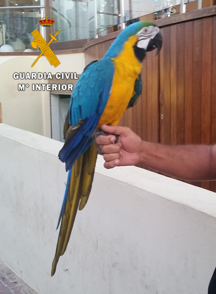 El SEPRONA de la Guardia Civil  lleva a cabo un control de actividades con animales en la vía pública.