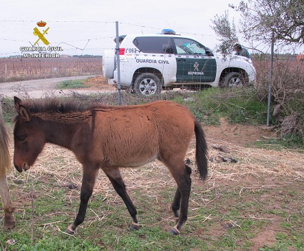 Desde la Guardia Civil recordamos la Campaña llevada a cabo contra el maltrato y abandono de animales domésticos “Yo si puedo contarlo” cuyo objetivo es concienciar a los ciudadanos para que promuevan medidas necesarias en la protección, ordenación y bienestar para los animales de compañía y denuncien las conductas contrarias al bienestar de los animales domésticos de las que tengan conocimiento.