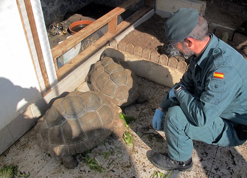 Han sido incautados 89 especímenes, cuatro caparazones y cinco huevos de las especies Testudo Marginata, Testudo Hermanni, Aldabrachelys Gigantea, Astrochelys Radiata y Stigmochelys Pardalis, cuya tenencia, reproducción en cautividad  y comercialización, sin autorización, está prohibida.