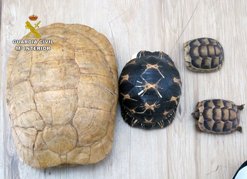 Han sido incautados 89 especímenes, cuatro caparazones y cinco huevos de las especies Testudo Marginata, Testudo Hermanni, Aldabrachelys Gigantea, Astrochelys Radiata y Stigmochelys Pardalis, cuya tenencia, reproducción en cautividad  y comercialización, sin autorización, está prohibida.