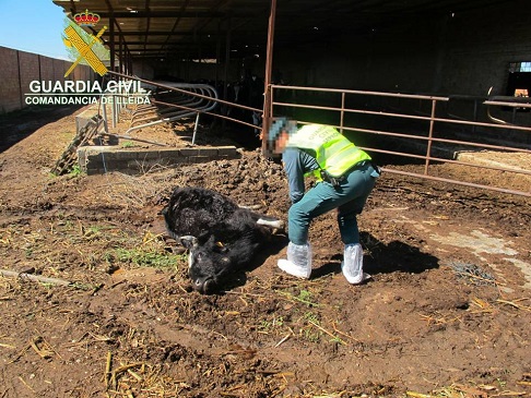 Durante el transcurso de la investigación también pudo comprobarse que en el  interior de la  granja el  responsable se  dedicaba a  la actividad de venta de leche al por menor sin ningún tipo de control sanitario y careciendo de autorización. Asimismo dentro de la instalación fue localizada una nave habilitada como taller mecánico en la que una persona de nacionalidad extranjera en situación irregular realizaba trabajos de chapa y pintura en varios vehículos careciendo de autorización.