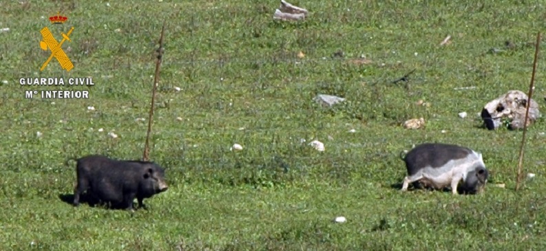 La liberación sin autorización de especies no autóctonas supone un riesgo para el equilibrio biológico en el caso de producirse una hibridación con otra especie, pudiendo constituir un delito relativo a la Protección de la Fauna.