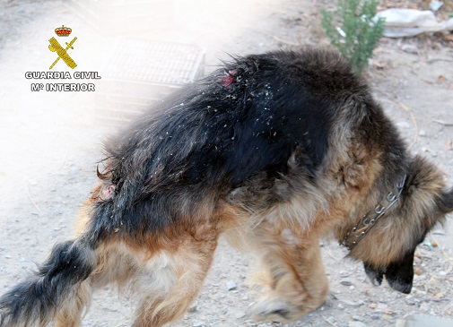 Con el objetivo principal de concienciar a los ciudadanos para que promuevan las medidas necesarias en la protección, ordenación y bienestar para los animales domésticos, así como a que denuncien  aquellas conductas contrarias al bienestar animal de las que tengan conocimiento, la Guardia Civil inició el pasado 29 de julio la campaña: YoSiPuedoContarlo.