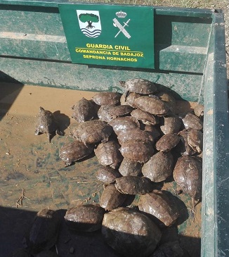 Galápagos leproso (mauremys leprosa), especie protegida