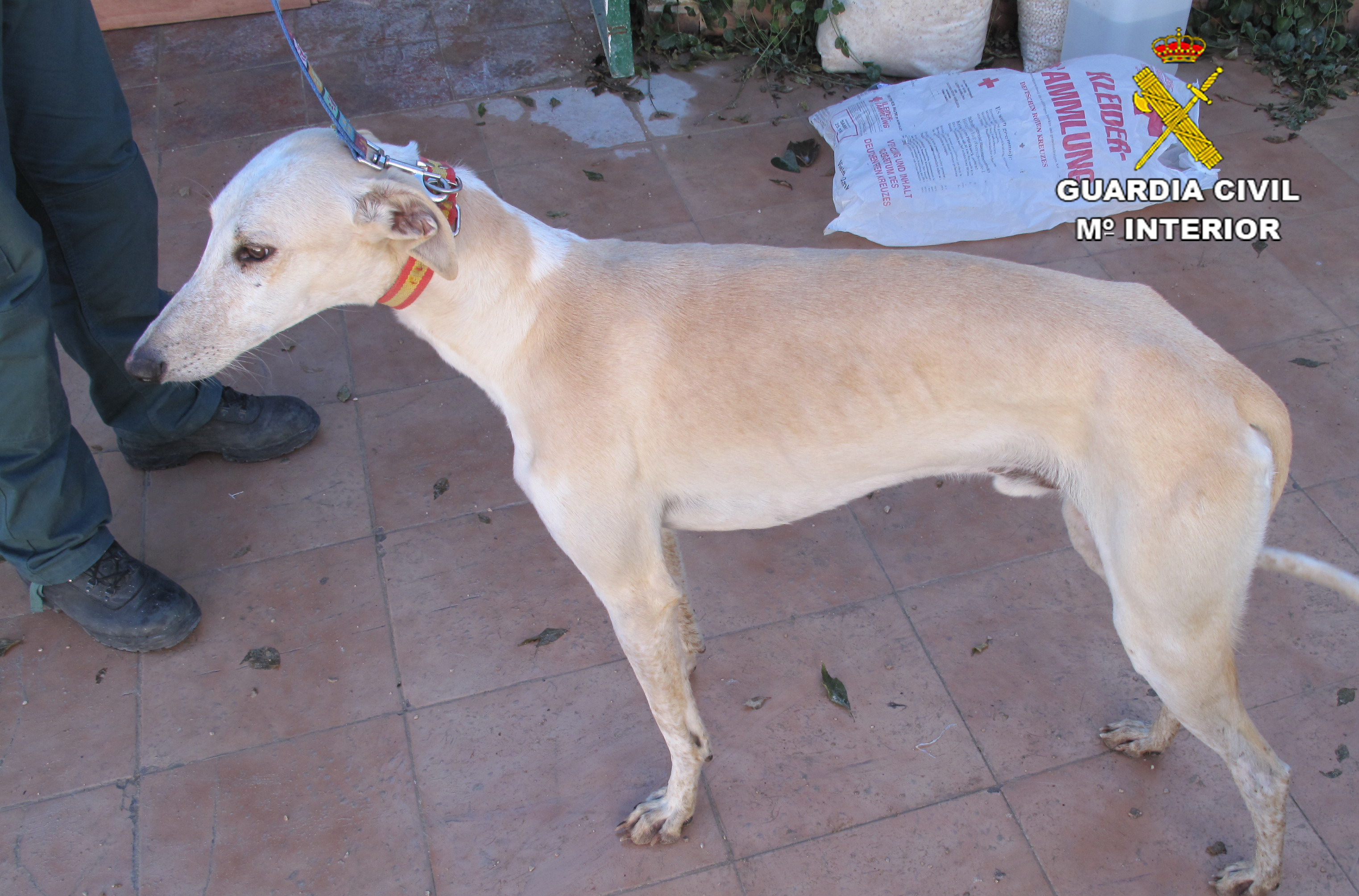 Galgo