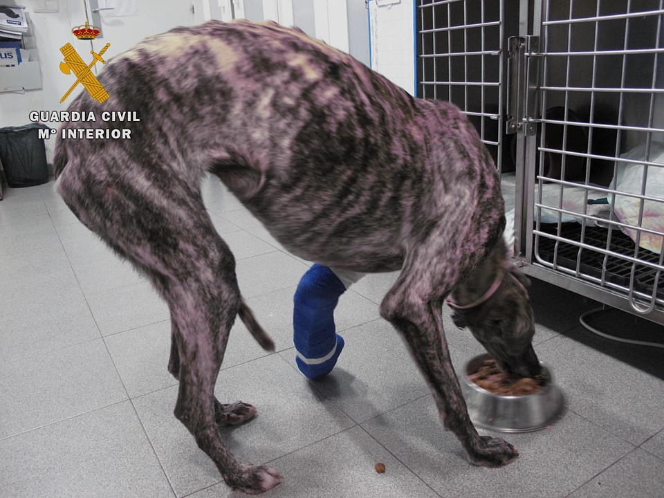 El SEPRONA imputa un delito de maltrato animal por abandono de un galgo.