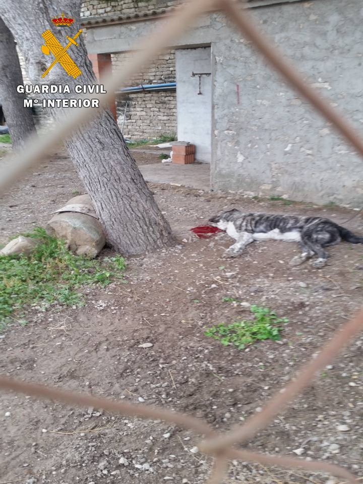 El SEPRONA de la Guardia Civil imputa a dos personas un presunto delito de maltrato animal