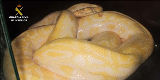 La Guardia Civil interviene en un circo una serpiente pitón albina