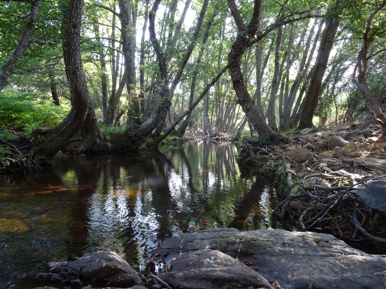 Tramo alto de la Garganta de la Trucha en la RNF del Río Guadarranque