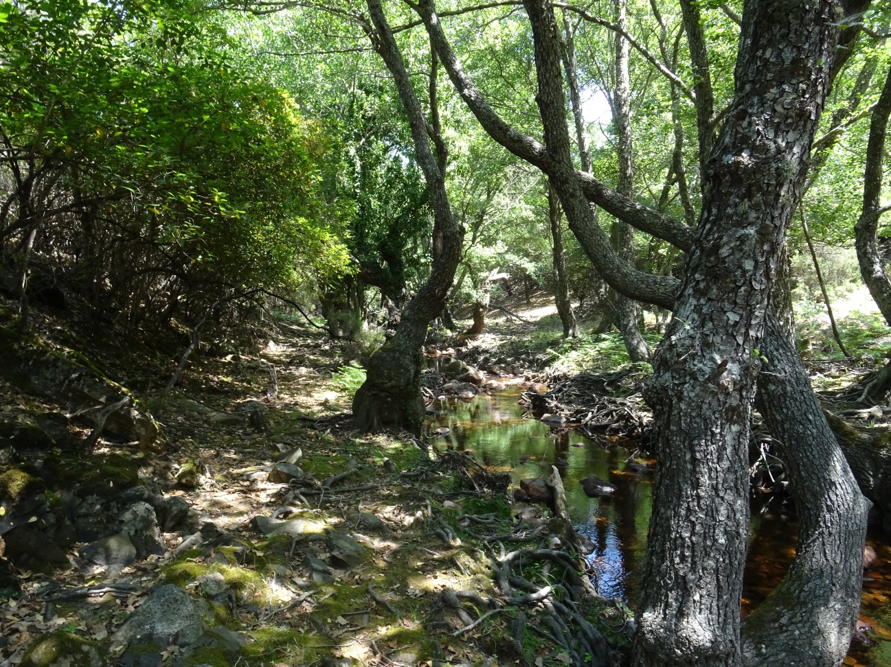 Tramo medio de la Garganta de la Trucha en la RNF del Río Guadarranque