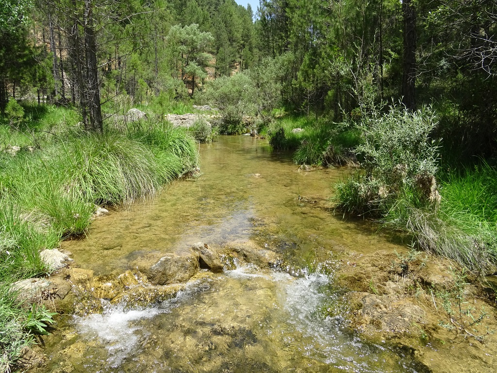 Tamaño de sustrato grueso representativo de la reserva natural fluvial del río Segura