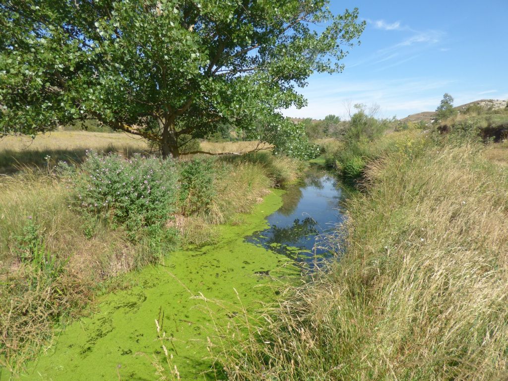 Macrófitos cubriendo el cauce activo de la reserva natural fluvial Río Mijares