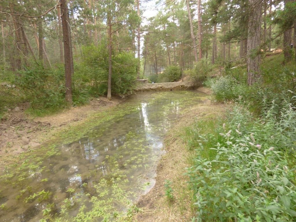 Algas verdes filamentosas remansadas en el azud de la reserva natural fluvial Río Mijares