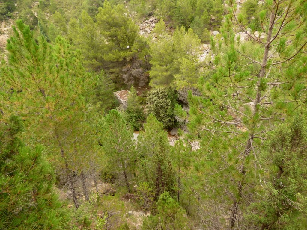 Pinar de la reserva natural fluvial Río Villahermosa