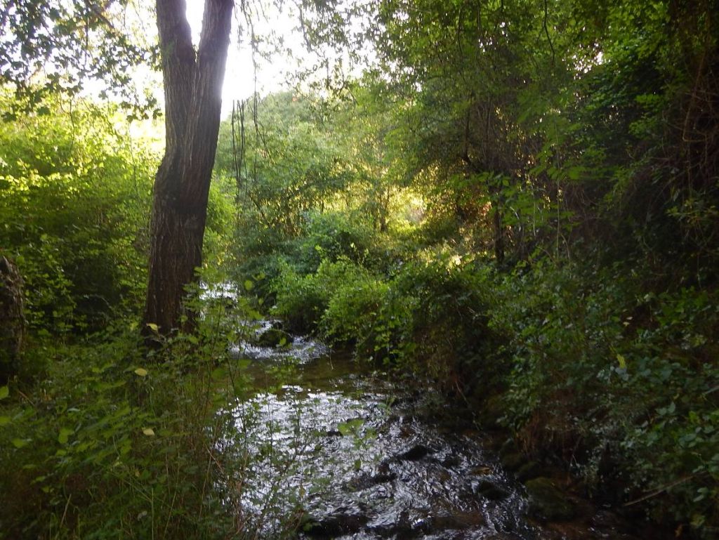 Diferentes estratos de vegetación de ribera imbricados en la reserva natural fluvial Río Urbión