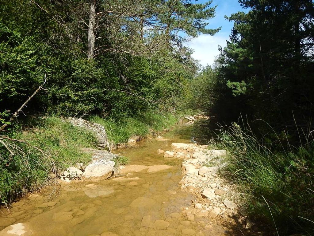 Pinar en la ribera de la reserva natural fluvial Río Arba de Luesia