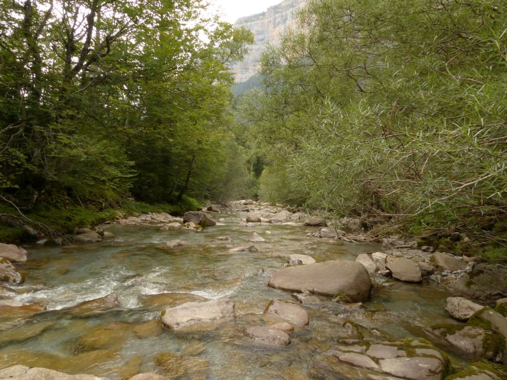 Diferentes estratos de vegetación de ribera imbricados en la reserva natural fluvial Río Ara