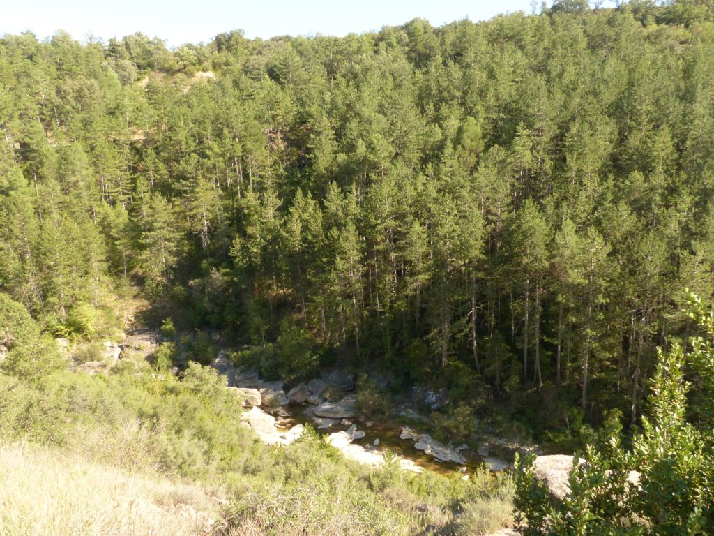 Pinar en la ribera de la reserva natural fluvial Río Isuala