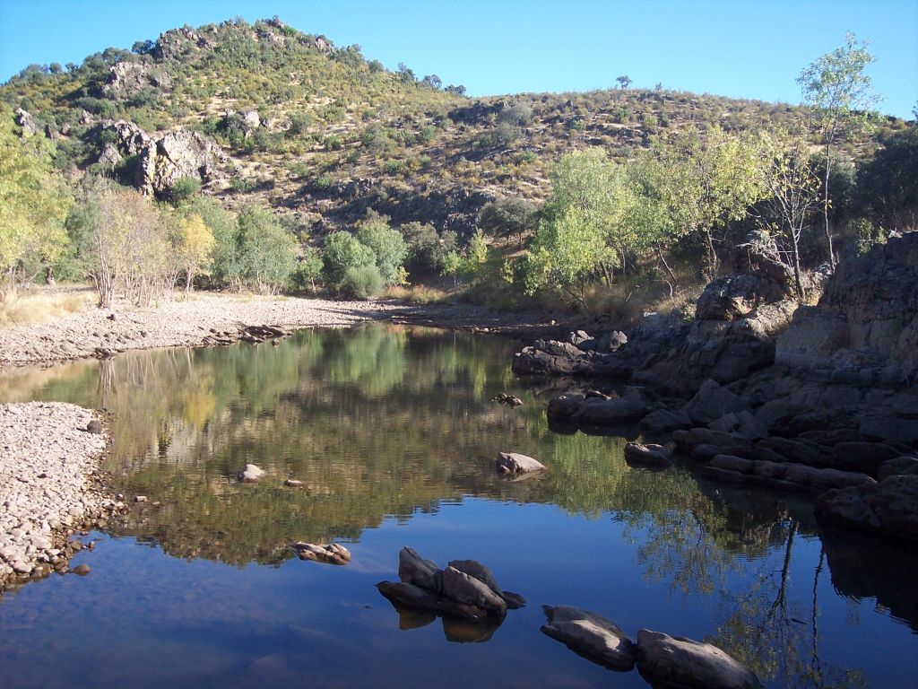 Tamujar en la reserva natural fluvial Ríos Estena, Estenilla y Estomiza, a su paso por Los Alares