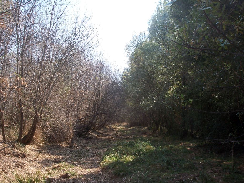 Sauceda en torno al lecho de estiaje en la reserva natural fluvial Río Milagro