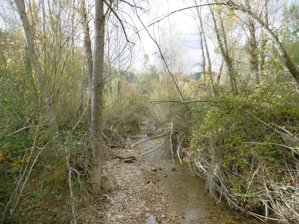 Depósitos emergentes en el lecho del cauce de la reserva natural fluvial Arroyo de la Espinea