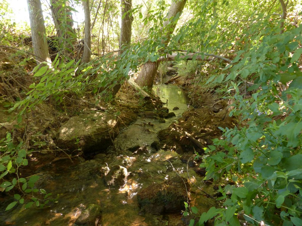 Bosque en galería jalonando el estrecho cauce de la reserva natural fluvial Cabecera de los ríos Salobre y Arjonilla (o Angorrilla)