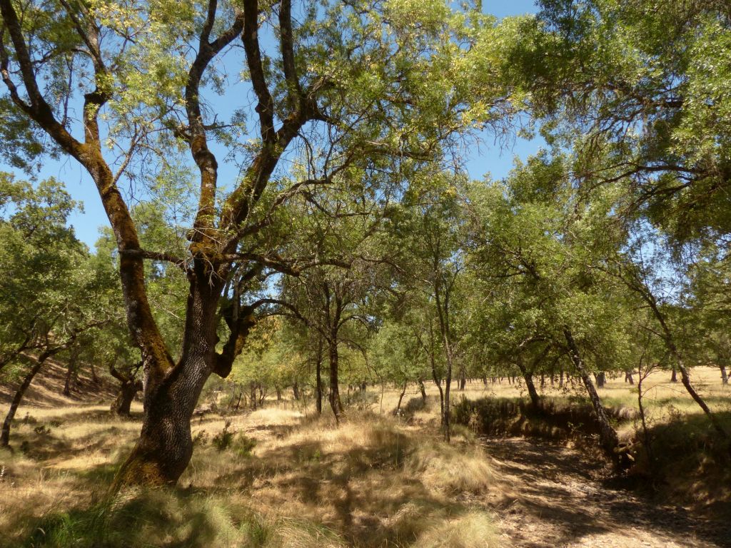 Puente sobre el cauce de la reserva natural fluvial Río Montoro en época de estiaje