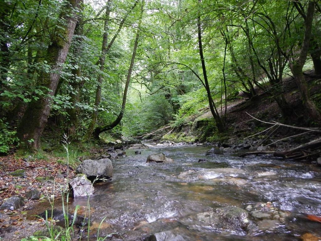 Diferentes estratos de vegetación de ribera presentes en la reserva natural fluvial Cabecera del río Añarbe