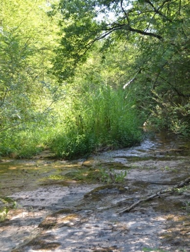 Reserva Natural Fluvial Cabecera de la Riera de Oló