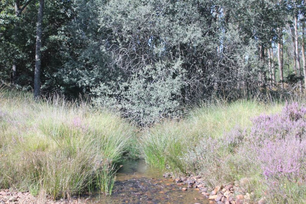 Lámina de agua discurriendo en un tramo de baja pendiente en la reserva natural fluvial Arroyo de Riocamba