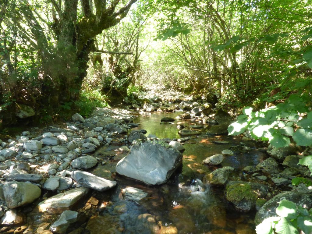 Secuencia de rápidos y remansos en la reserva natural fluvial Río Burbia I