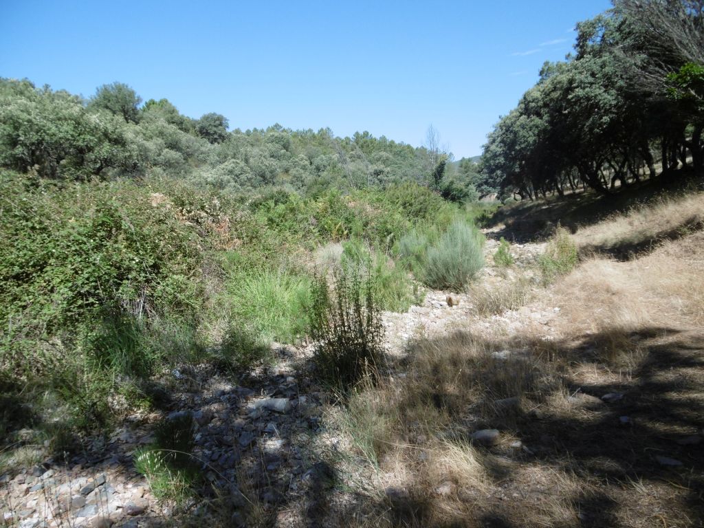 Las encinas toman el papel de vegetación de ribera en tramos de la reserva natural fluvial Arroyo Cabrera