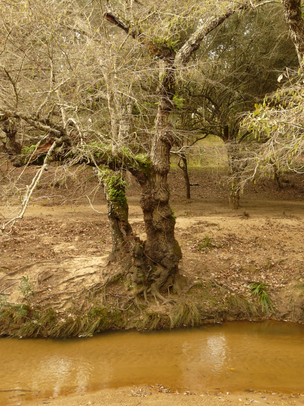 Reserva Natural Fluvial Alto Guadarranque