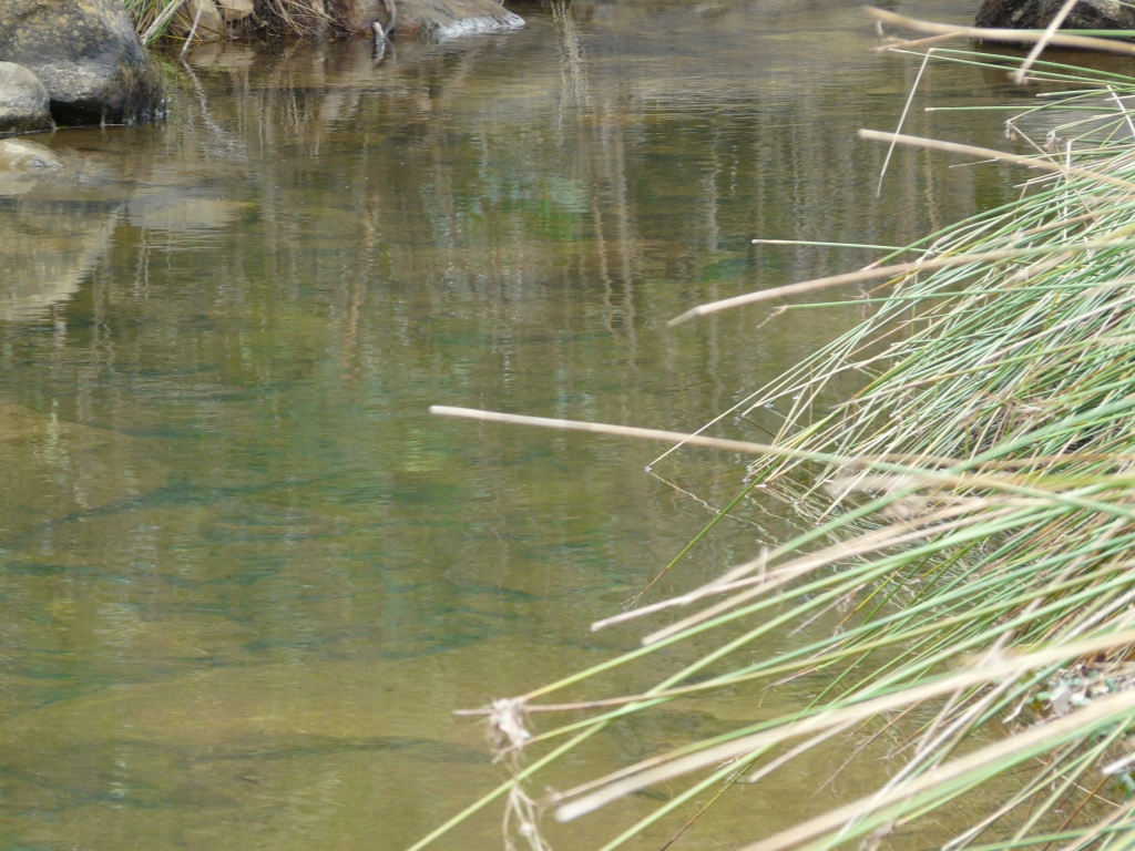 Reserva Natural Fluvial Alto Guadarranque