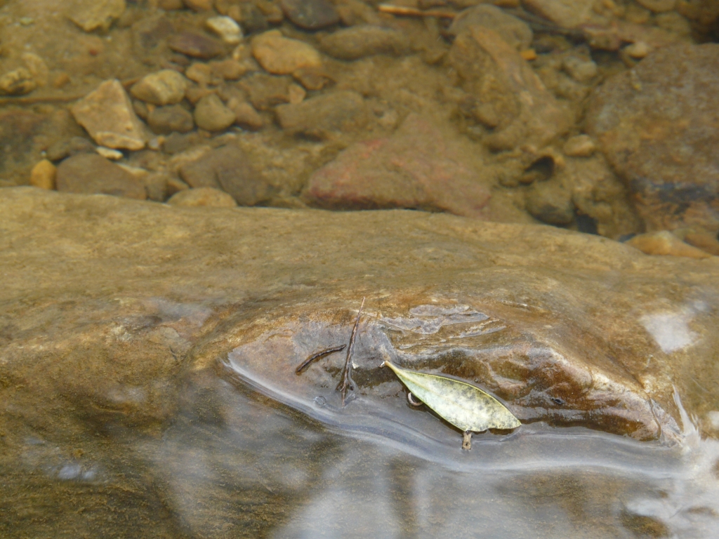 Reserva Natural Fluvial Alto Guadarranque