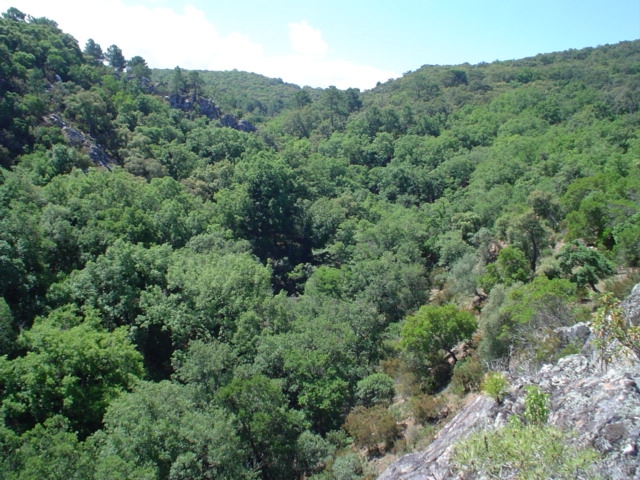 Reserva Natural Fluvial Arroyo del Puerto de los Negros