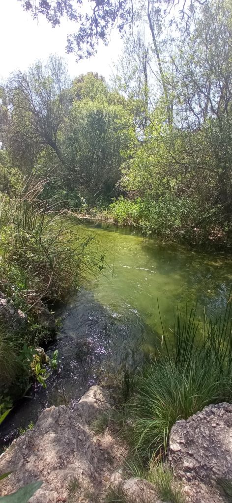 Detalle de la confluencia del manantial con el río Vinalopó