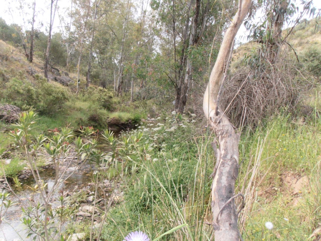 Reserva Natural Fluvial Arroyo de Clarina