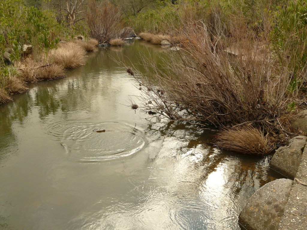 Reserva Natural Fluvial Los Codos