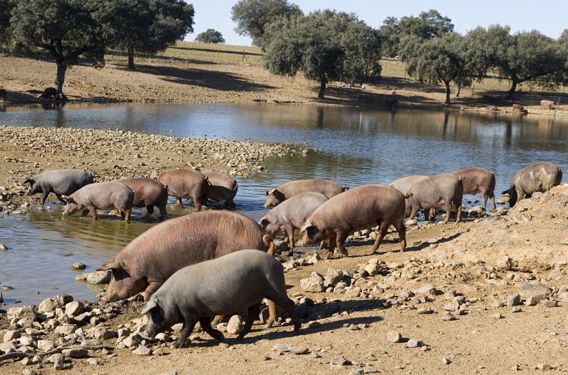 Protección de las aguas frente a los nitratos y pesticidas