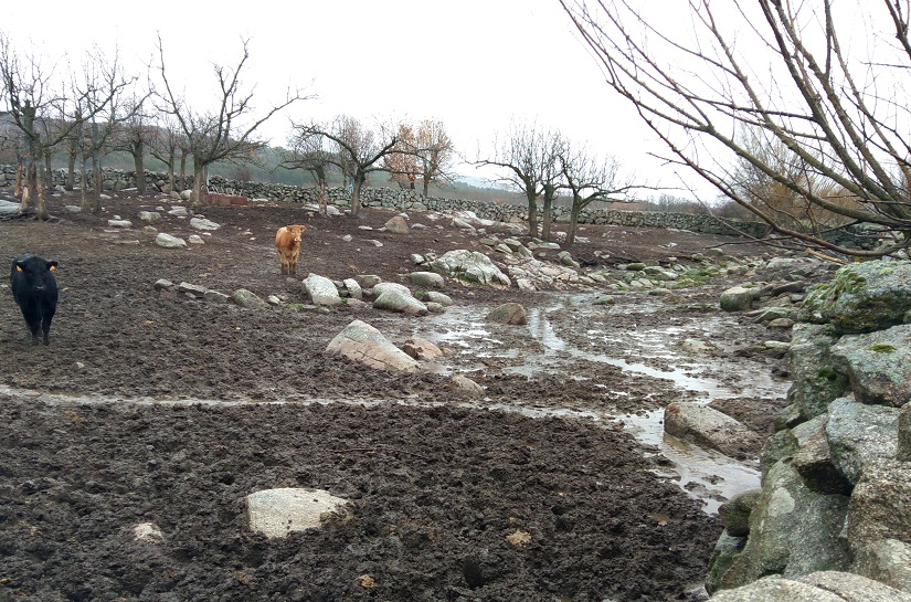 Protección de las aguas frente a los nitratos y pesticidas