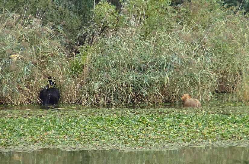 Protección de las aguas frente a los nitratos y pesticidas