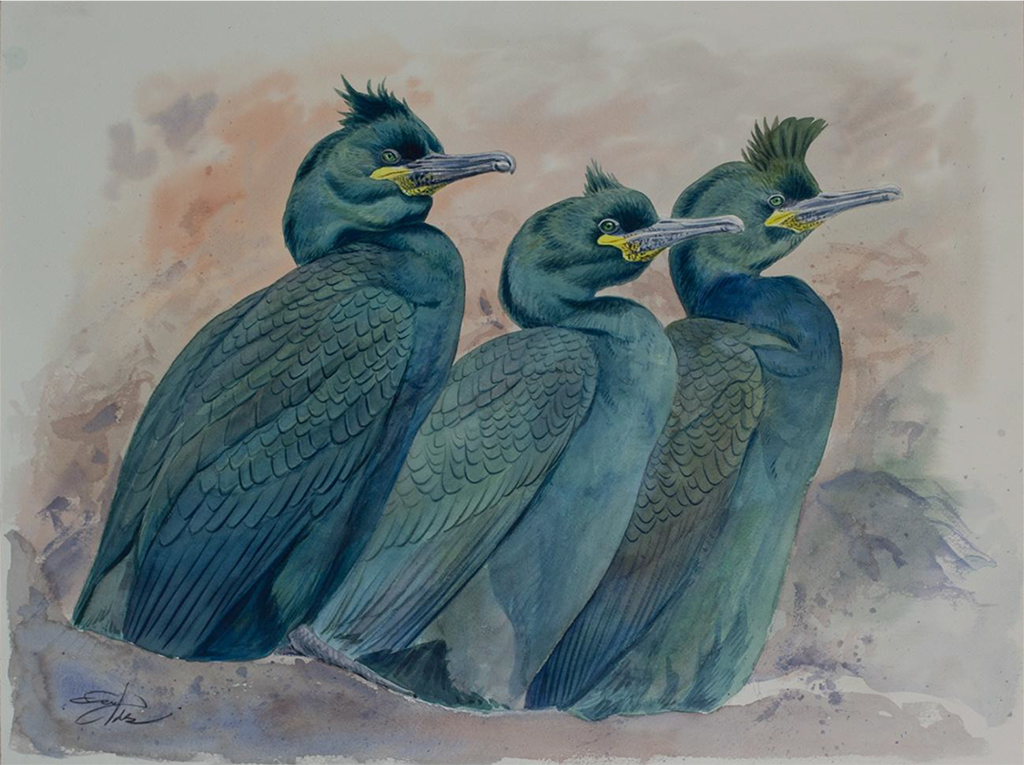 Panel 13. P.N. Islas Atlánticas de Galicia, Cormorán moñudo, Fco Hernandez. Tamaño: 45 cm x 60,5 cm.