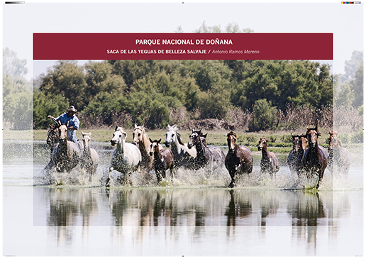 Doñana. Saca de las yeguas de belleza salvaje / Antonio Ramos Moreno