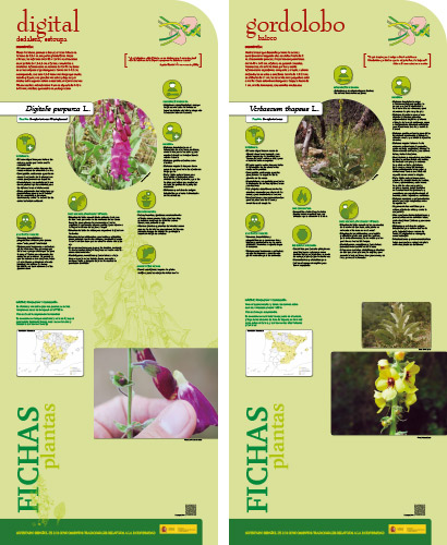 Fase II. Panel11. Fichas de plantas: digital - gordolobo