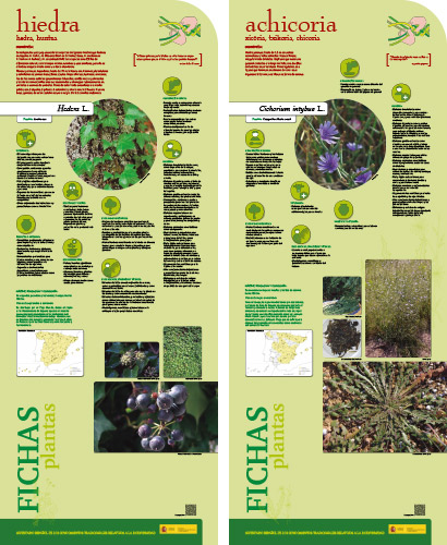 Fase II. Panel 15. Fichas de plantas: hiedra - achicoria